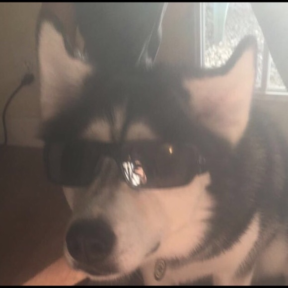 Meet your Posher, Morgan - Picture 5 of 8